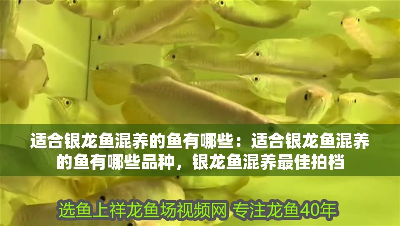 適合銀龍魚混養(yǎng)的魚有哪些：適合銀龍魚混養(yǎng)的魚有哪些品種，銀龍魚混養(yǎng)最佳拍檔