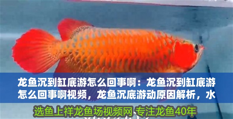 龍魚沉到缸底游怎么回事啊:龍魚沉到缸底游怎么回事啊視頻,龍魚沉底游動原因解析,水質(zhì)、疾病與環(huán)境應激全排查 水族問答 龍魚沉到缸底游怎么回事啊:龍魚沉到缸底游怎么回事啊視頻,龍魚沉底游動原因解析,水質(zhì)、疾病與環(huán)境應激全排查 龍魚沉到缸底游怎么回事啊:龍魚沉到缸底游怎么回事啊視頻,龍魚沉底游動原因解析,水質(zhì)、疾病與環(huán)境應激全排查 水族問答