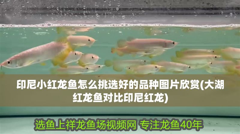 印尼小紅龍魚怎么挑選好的品種圖片欣賞(大湖紅龍魚對比印尼紅龍)