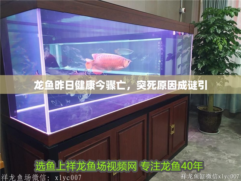 龍魚昨日健康今驟亡，突死原因成謎引