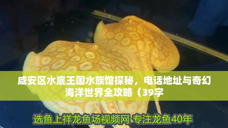 咸安區水底王國水族館探秘，電話地址與奇幻海洋世界全攻略（39字