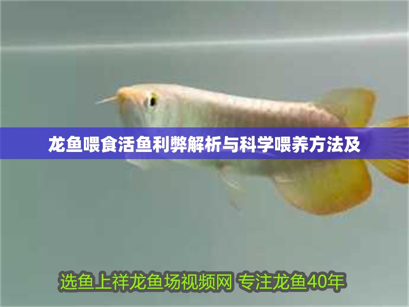 龍魚喂食活魚利弊解析與科學喂養方法及 龍魚喂食活魚利弊解析與科學喂養方法及 龍魚百科 第2張