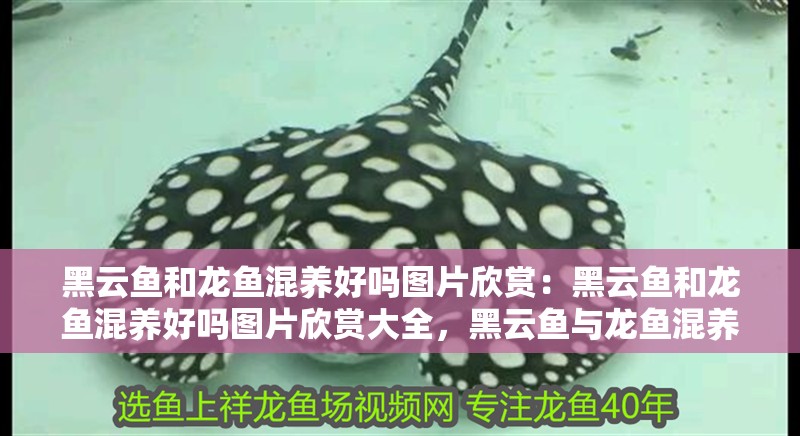黑云魚和龍魚混養好嗎圖片欣賞：黑云魚和龍魚混養好嗎圖片欣賞大全，黑云魚與龍魚混養全攻略，觀賞圖鑒+混養實操