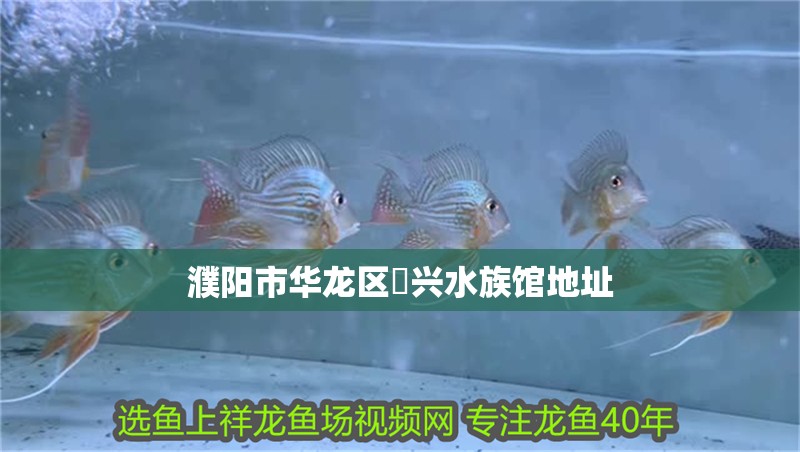 濮陽市華龍區龍興水族館地址