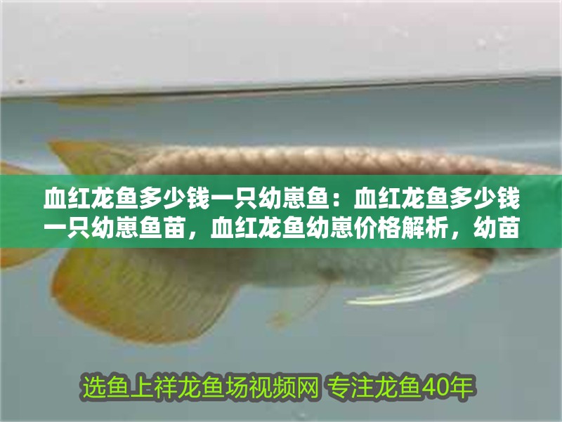 血紅龍魚多少錢一只幼崽魚：血紅龍魚多少錢一只幼崽魚苗，血紅龍魚幼崽價格解析，幼苗 血紅龍魚多少錢一只幼崽魚：血紅龍魚多少錢一只幼崽魚苗，血紅龍魚幼崽價格解析，幼苗 水族問答