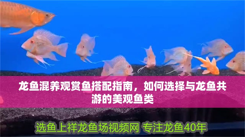 龍魚混養觀賞魚搭配指南，如何選擇與龍魚共游的美觀魚類