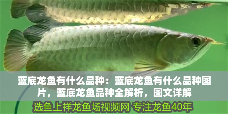 藍底龍魚有什么品種：藍底龍魚有什么品種圖片，藍底龍魚品種全解析，圖文詳解 藍底龍魚有什么品種：藍底龍魚有什么品種圖片，藍底龍魚品種全解析，圖文詳解 水族問答
