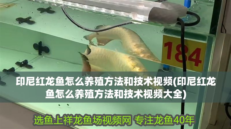 印尼紅龍魚怎么養殖方法和技術視頻(印尼紅龍魚怎么養殖方法和技術視頻大全)