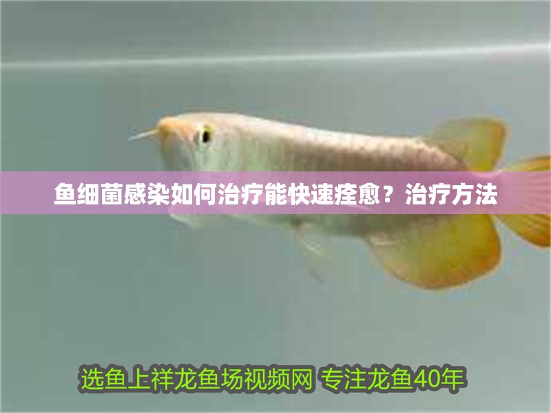 魚細菌感染如何治療能快速痊愈？治療方法