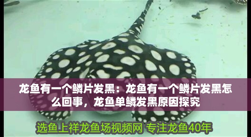 龍魚有一個鱗片發黑：龍魚有一個鱗片發黑怎么回事，龍魚單鱗發黑原因探究