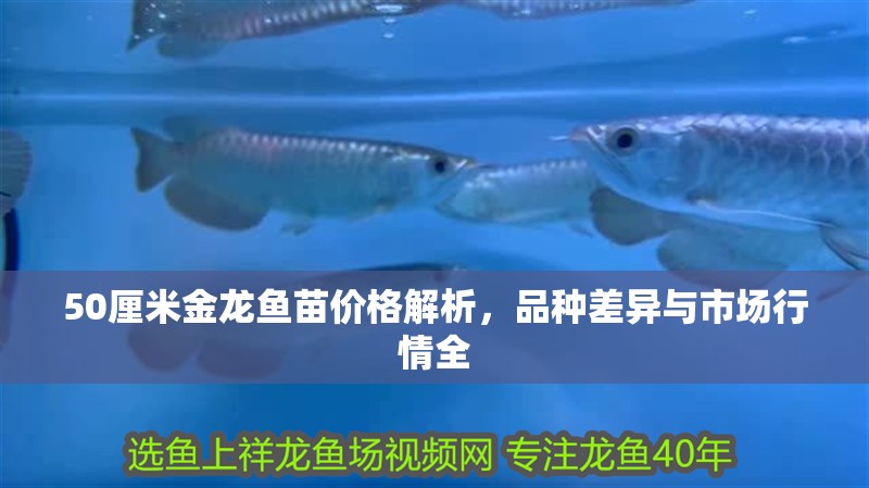 50厘米金龍魚苗價格解析，品種差異與市場行情全