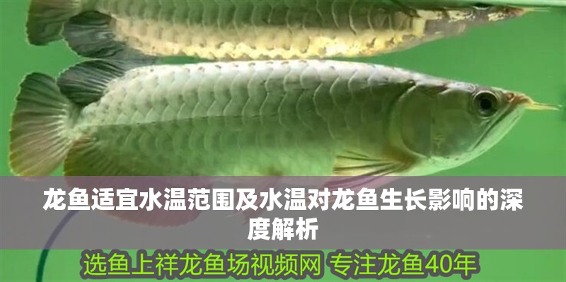 龍魚適宜水溫范圍及水溫對龍魚生長影響的深度解析
