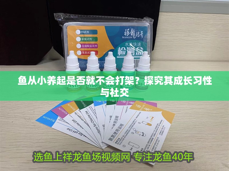魚從小養起是否就不會打架？探究其成長習性與社交 魚從小養起是否就不會打架？探究其成長習性與社交 龍魚百科 第2張