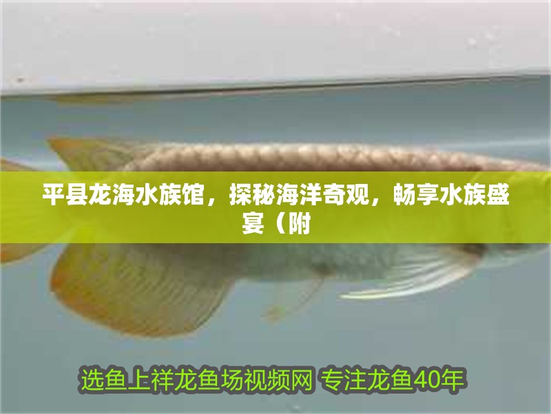 平縣龍海水族館，探秘海洋奇觀，暢享水族盛宴（附