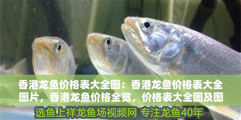 香港龍魚價格表大全圖：香港龍魚價格表大全圖片，香港龍魚價格全覽，價格表大全圖及圖片匯總