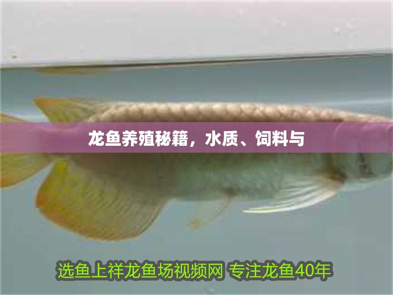龍魚養(yǎng)殖秘籍，水質(zhì)、飼料與