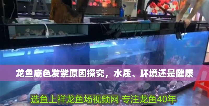 龍魚底色發紫原因探究，水質、環境還是健康 龍魚底色發紫原因探究，水質、環境還是健康 龍魚百科 第2張