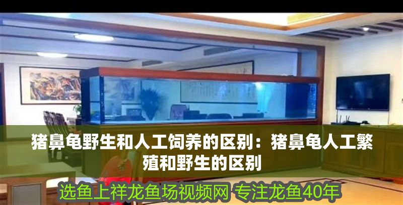豬鼻龜野生和人工飼養(yǎng)的區(qū)別：豬鼻龜人工繁殖和野生的區(qū)別 豬鼻龜野生和人工飼養(yǎng)的區(qū)別：豬鼻龜人工繁殖和野生的區(qū)別 豬鼻龜百科 第1張
