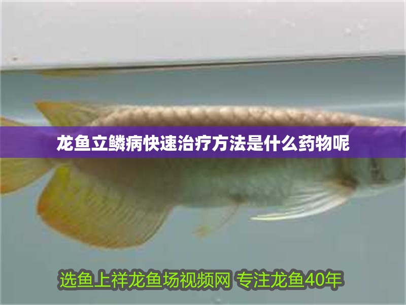 龍魚立鱗病快速治療方法是什么藥物呢