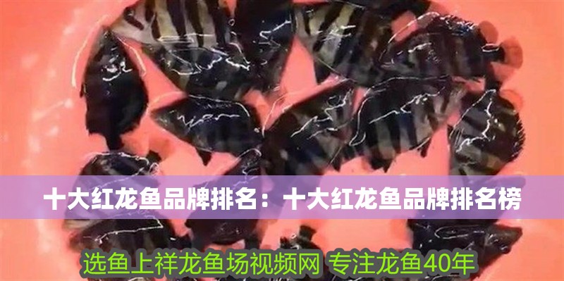 十大紅龍魚品牌排名：十大紅龍魚品牌排名榜