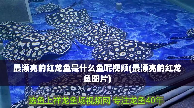 最漂亮的紅龍魚是什么魚呢視頻(最漂亮的紅龍魚圖片) 最漂亮的紅龍魚是什么魚呢視頻(最漂亮的紅龍魚圖片) 魚缸百科 第1張