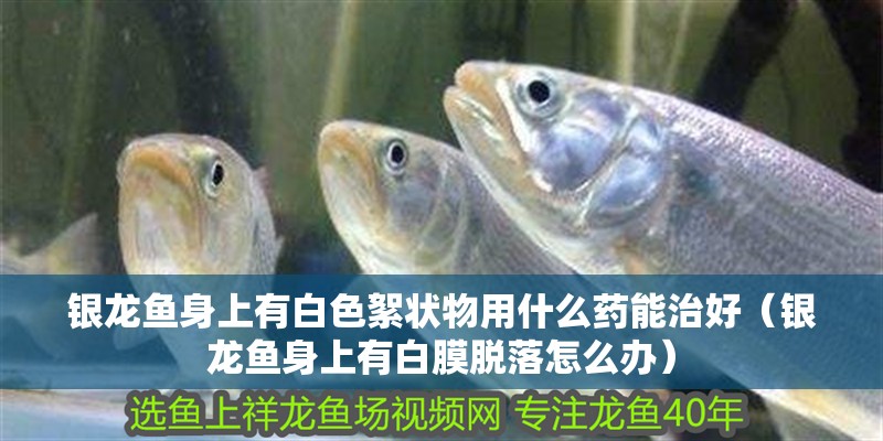 魚缸過(guò)濾器選購(gòu)指南:自制魚缸過(guò)濾器魚缸上置過(guò)濾器對(duì)于養(yǎng)魚愛(ài)好者的必備知識(shí) 銀龍魚身上有白色絮狀物用什么藥能治好(銀龍魚身上有白膜脫落怎么辦) 銀龍魚百科 銀龍魚身上有白色絮狀物用什么藥能治好(銀龍魚身上有白膜脫落怎么辦) 銀龍魚身上有白色絮狀物用什么藥能治好(銀龍魚身上有白膜脫落怎么辦) 銀龍魚百科