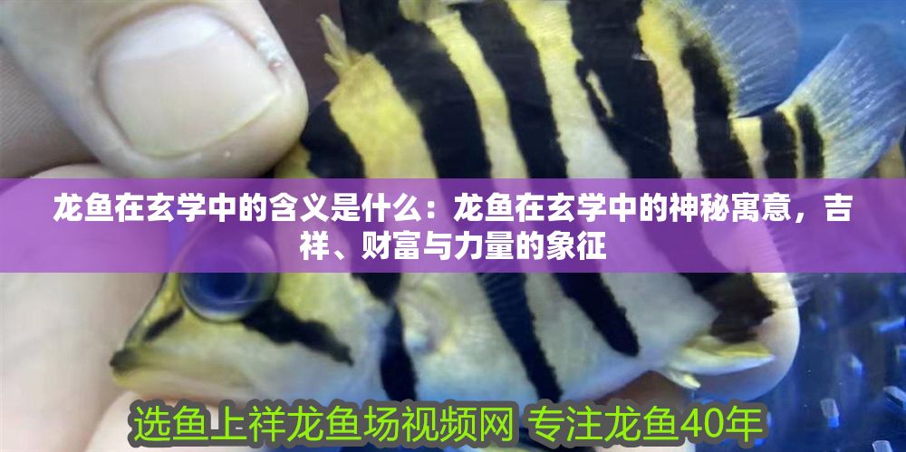 龍魚(yú)在玄學(xué)中的含義是什么：龍魚(yú)在玄學(xué)中的神秘寓意，吉祥、財(cái)富與力量的象征