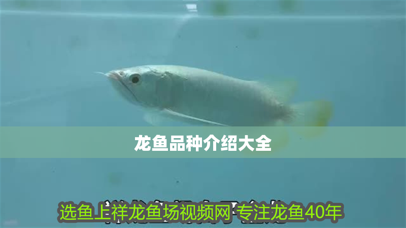 龍魚品種介紹大全 龍魚品種介紹大全 龍魚百科 第2張
