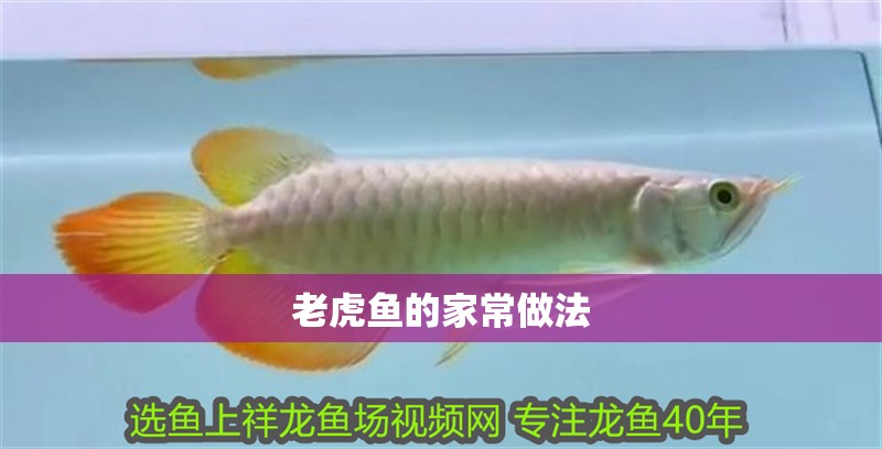 老虎魚的家常做法 老虎魚的家常做法 虎魚百科