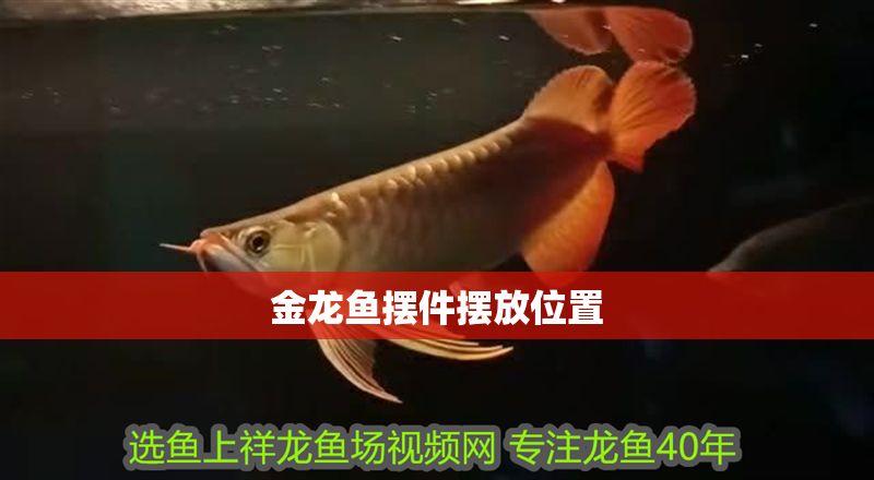 金龍魚擺件擺放位置 金龍魚擺件擺放位置 龍魚百科 第2張
