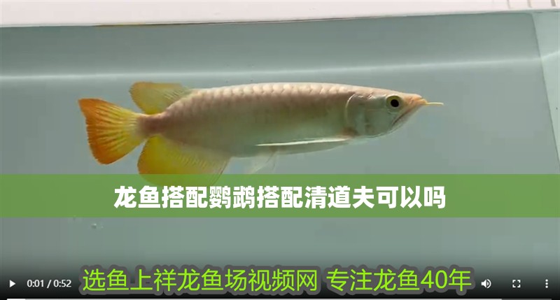 龍魚搭配鸚鵡搭配清道夫可以嗎
