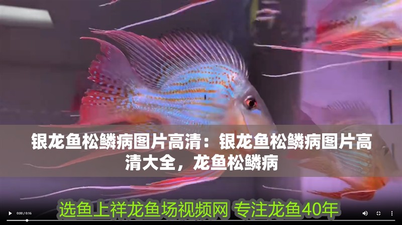 銀龍魚松鱗病圖片高清：銀龍魚松鱗病圖片高清大全，龍魚松鱗病