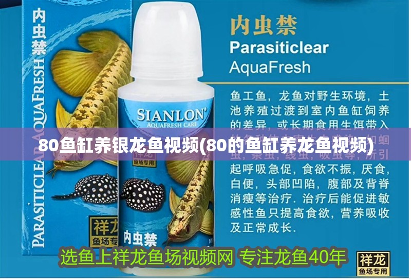 80魚缸養銀龍魚視頻(80的魚缸養龍魚視頻)