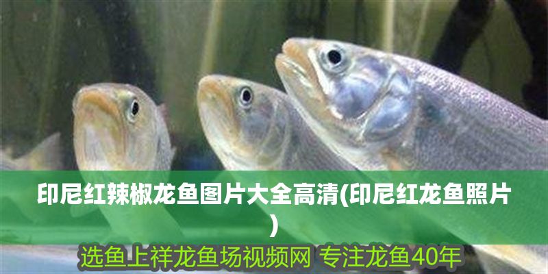 印尼紅辣椒龍魚圖片大全高清(印尼紅龍魚照片)