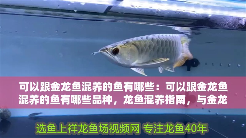 可以跟金龍魚混養的魚有哪些：可以跟金龍魚混養的魚有哪些品種，龍魚混養指南，與金龍魚共居的魚類 可以跟金龍魚混養的魚有哪些：可以跟金龍魚混養的魚有哪些品種，龍魚混養指南，與金龍魚共居的魚類 水族問答