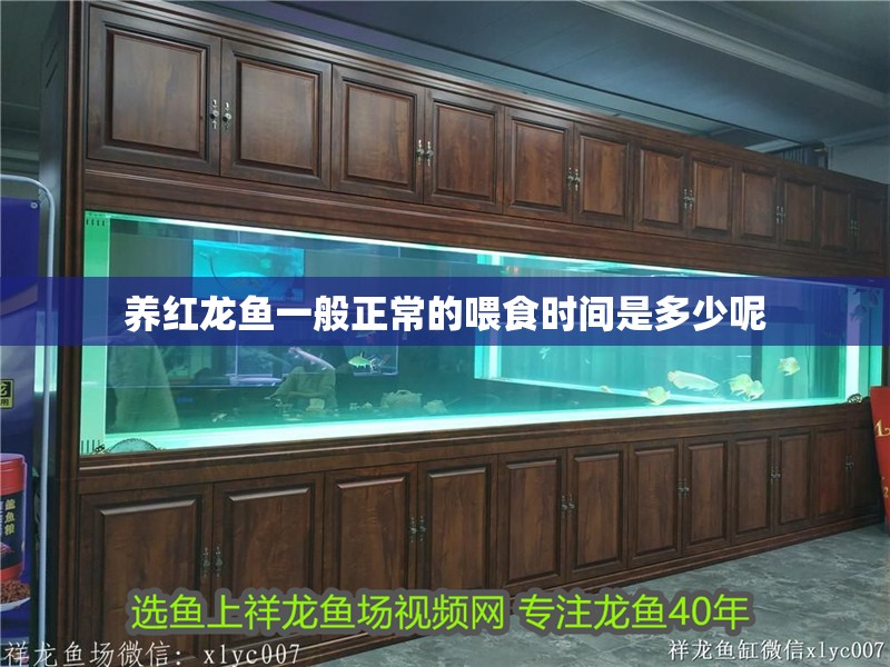 養紅龍魚一般正常的喂食時間是多少呢