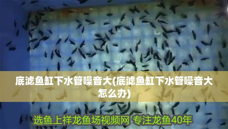 底濾魚缸下水管噪音大(底濾魚缸下水管噪音大怎么辦)
