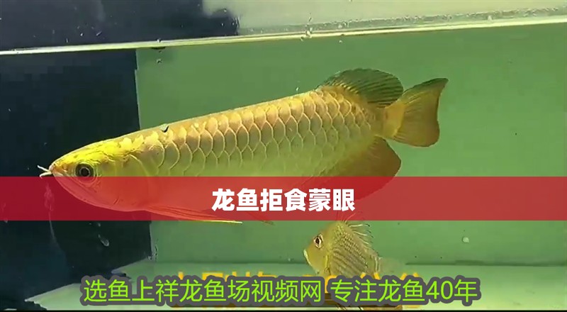 龍魚拒食蒙眼