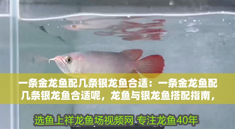 幫我看一下銀龍魚的照片作文英語(yǔ)(幫我看一下銀龍魚的照片作文英語(yǔ)版)