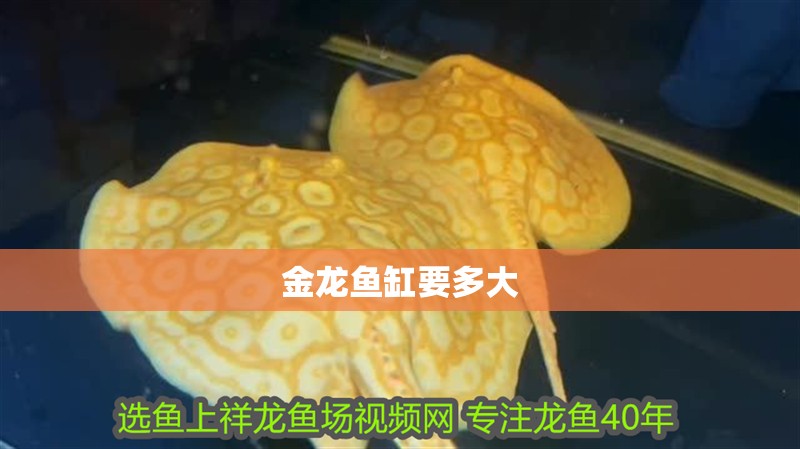 金龍魚缸要多大