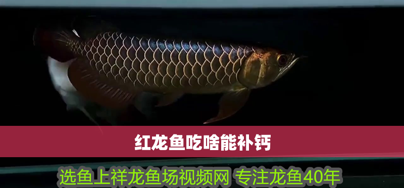 紅龍魚吃啥能補鈣