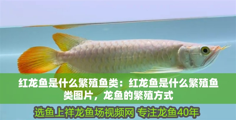 紅龍魚是什么繁殖魚類：紅龍魚是什么繁殖魚類圖片，龍魚的繁殖方式
