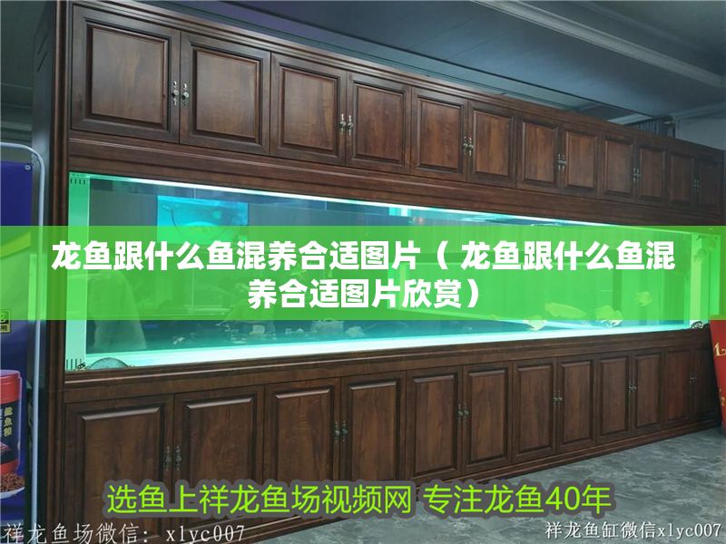 龍魚跟什么魚混養(yǎng)合適圖片（ 龍魚跟什么魚混養(yǎng)合適圖片欣賞）