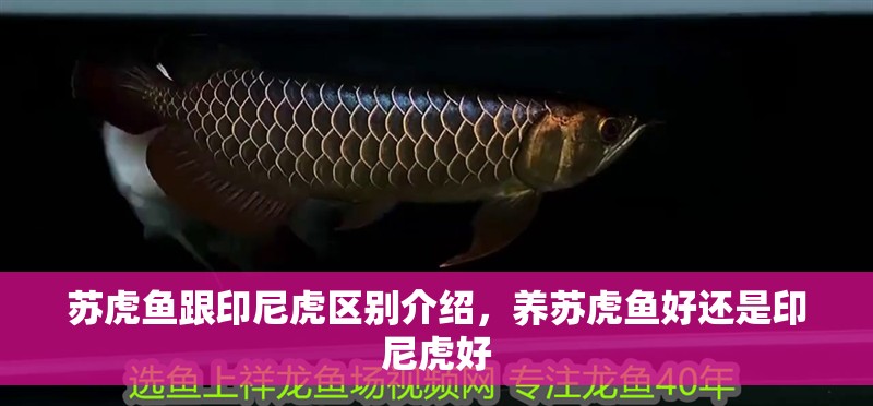蘇虎魚跟印尼虎區別介紹，養蘇虎魚好還是印尼虎好