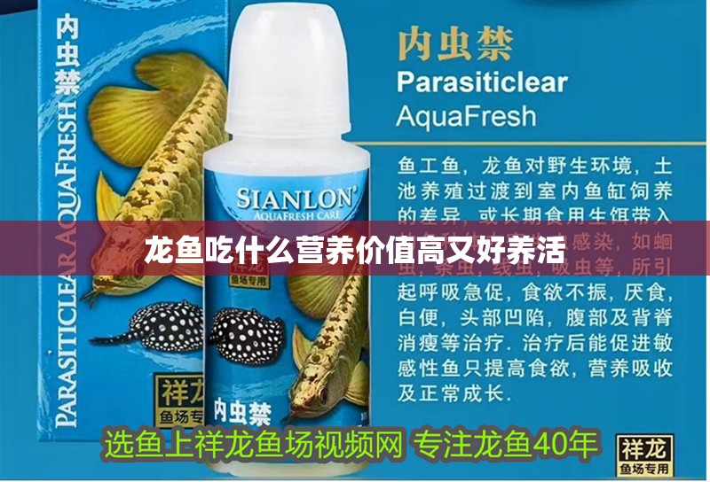 龍魚吃什么營養價值高又好養活