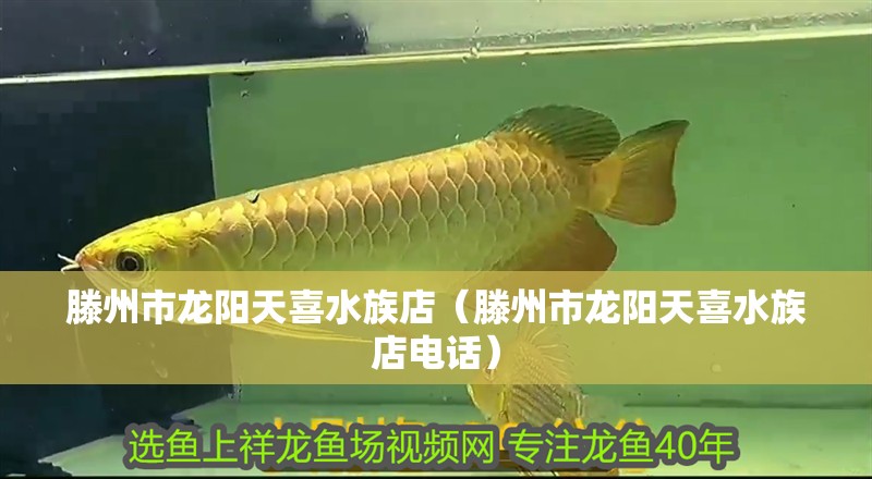 滕州市龍陽天喜水族店（滕州市龍陽天喜水族店電話） 滕州市龍陽天喜水族店（滕州市龍陽天喜水族店電話） 全國水族館企業名錄 第2張
