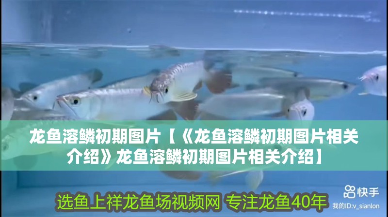 龍魚溶鱗初期圖片【《龍魚溶鱗初期圖片相關介紹》龍魚溶鱗初期圖片相關介紹】