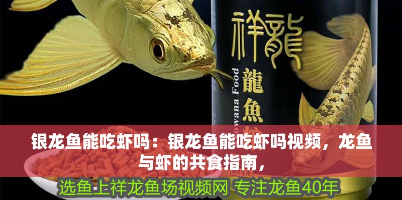 銀龍魚能吃蝦嗎：銀龍魚能吃蝦嗎視頻，龍魚與蝦的共食指南，