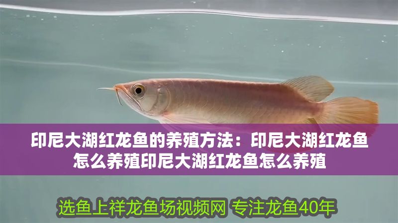 印尼大湖紅龍魚的養(yǎng)殖方法：印尼大湖紅龍魚怎么養(yǎng)殖印尼大湖紅龍魚怎么養(yǎng)殖