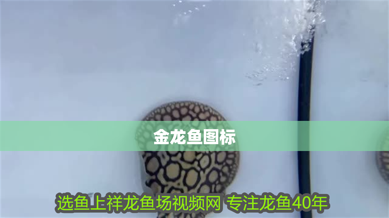 金龍魚圖標
